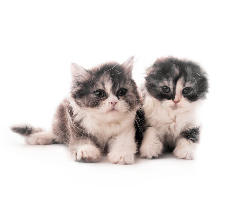 Mensonge ?cossais mignon de deux chatons de race d'isolement photo stock Mensonge ?cossais mignon de deux chatons de race d'isolement photo stock