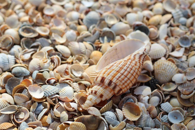 Mensonges d'un grands coquillage sur beaucoup de petits coquillages ronds photo stock Mensonges d'un grands coquillage sur beaucoup de petits coquillages ronds photo stock