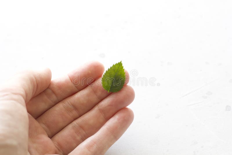 Mensonges verts d'une feuille sur une main, sur un fond concret gris ?cologie, nourriture saine Configuration plate, vue sup?rieu images libres de droits Mensonges verts d'une feuille sur une main, sur un fond concret gris ?cologie, nourriture saine Configuration plate, vue sup?rieu images libres de droits