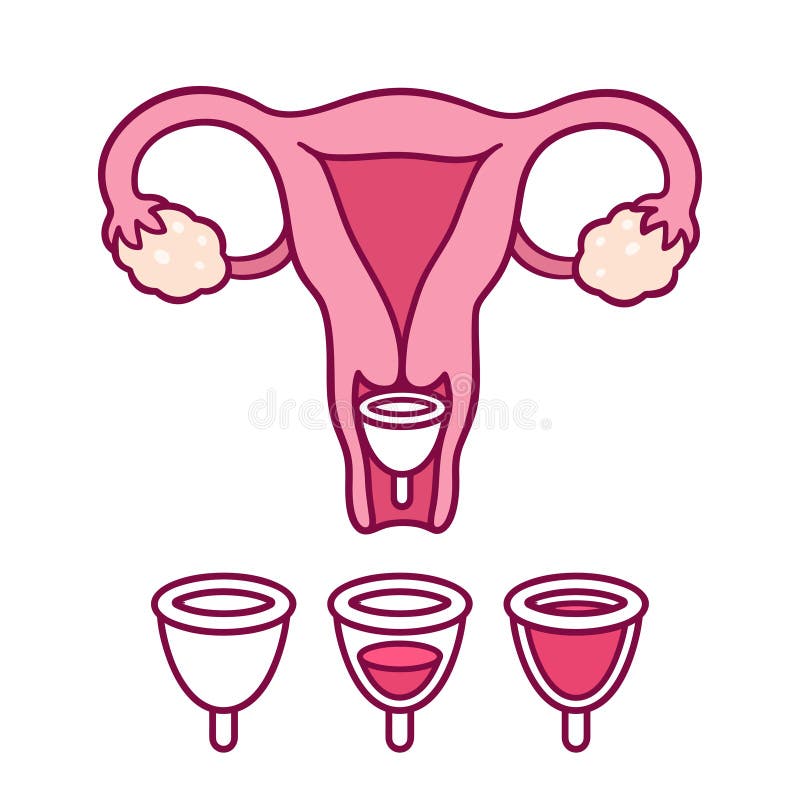 Menstrual cup diagram stock vector. Illustration of hygiene -