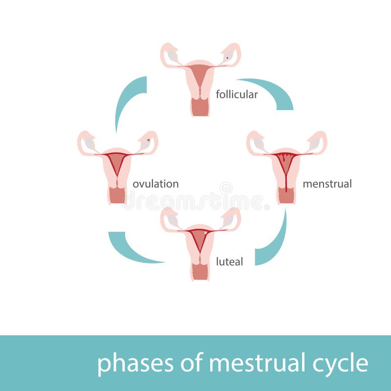 Menstrual Phases Chart