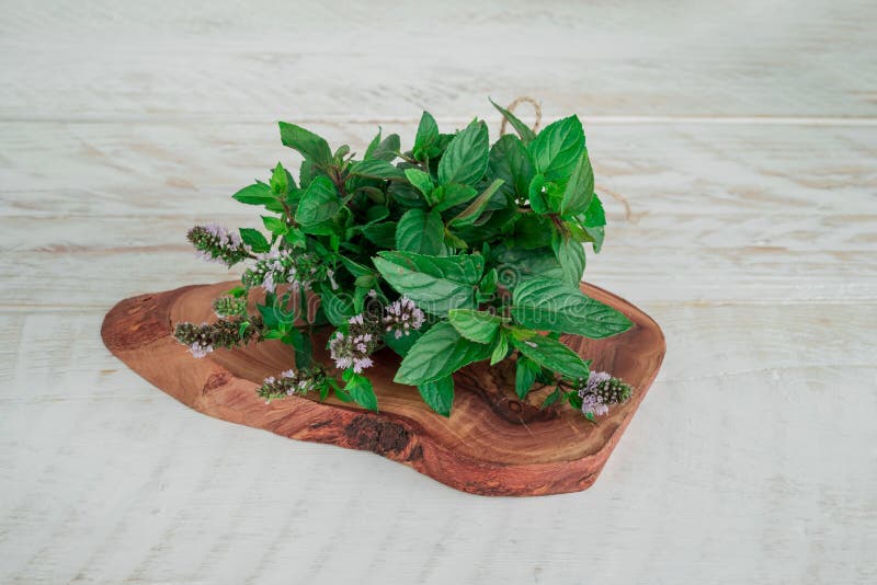Menta de pimienta de jardín fresco. ramo de menta sobre la mesa imagenes de archivo