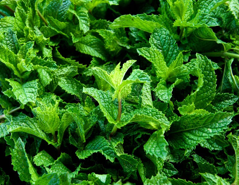 Menta Fresca foto de archivo libre de regalías