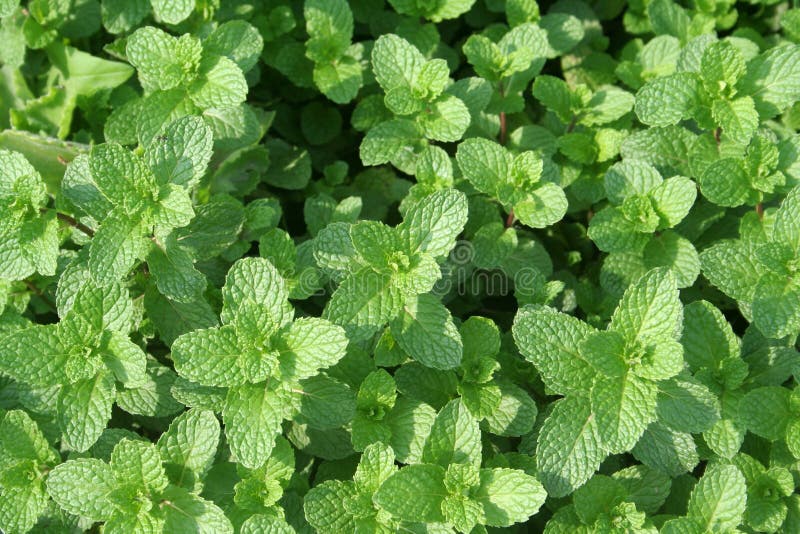 Menta fresca foto de archivo libre de regalías