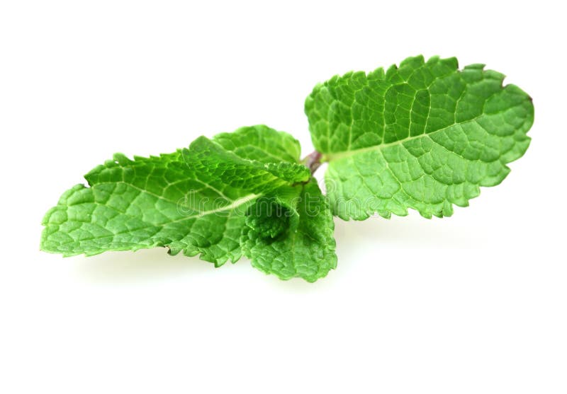 Menta fresca foto de archivo libre de regalías