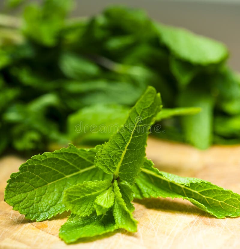 Menta Fresca imagenes de archivo
