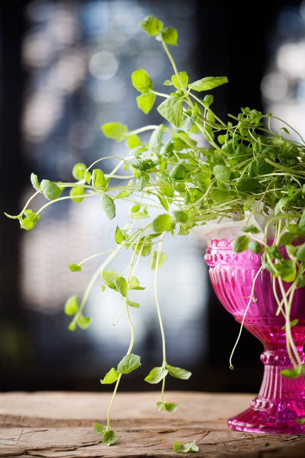 Menta fresca imágenes de archivo libres de regalías