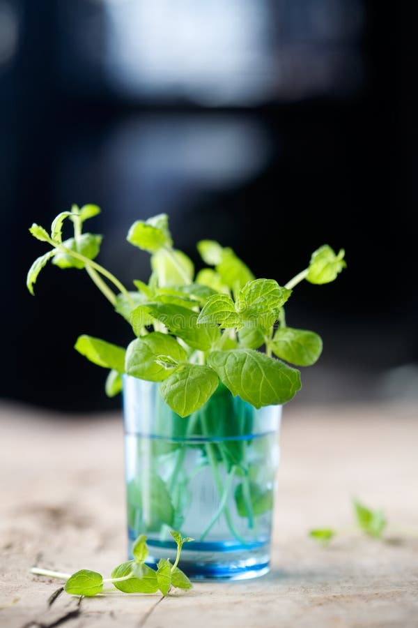 Menta fresca imágenes de archivo libres de regalías