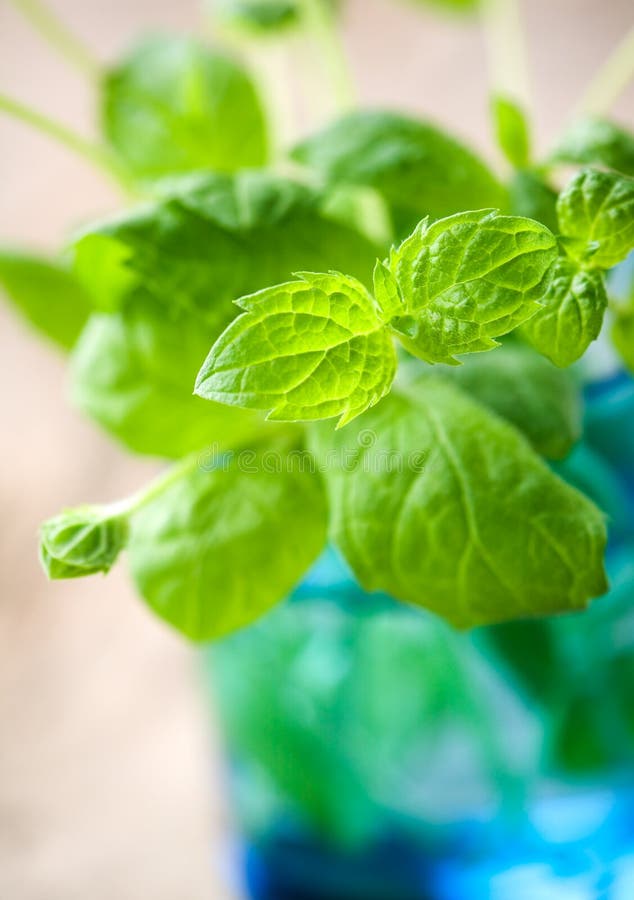 Menta fresca fotografía de archivo