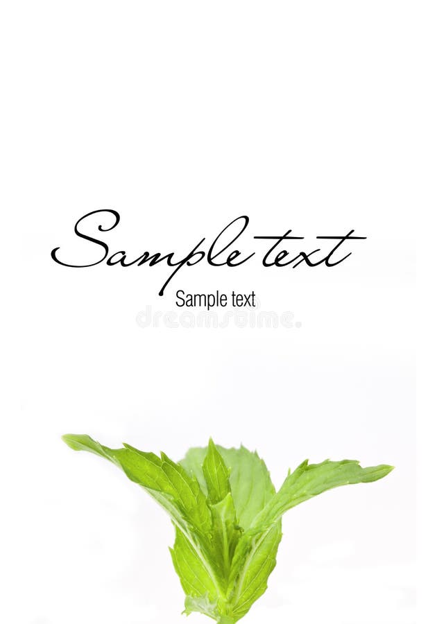 Menta Fresca fotos de archivo libres de regalías