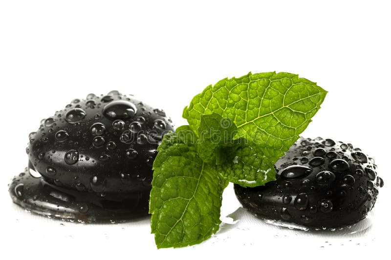 Menta fresca fotografía de archivo libre de regalías