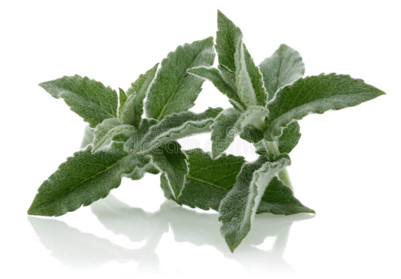 Menta fresca foto de archivo