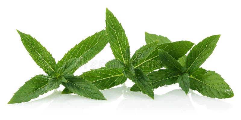 Menta fresca foto de archivo libre de regalías