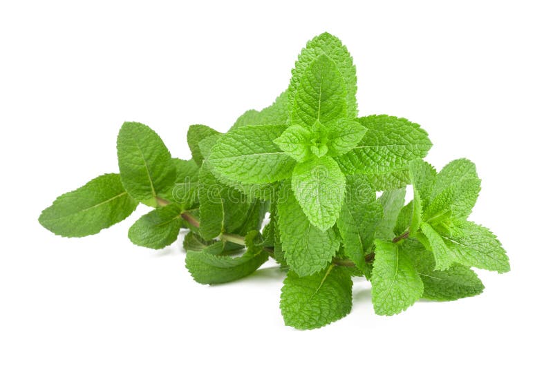 Menta fresca fotografía de archivo libre de regalías