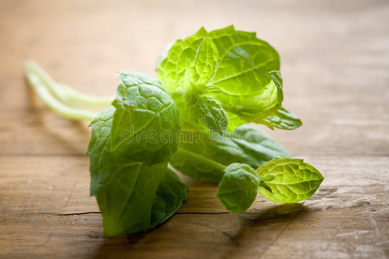 Menta fresca imagenes de archivo