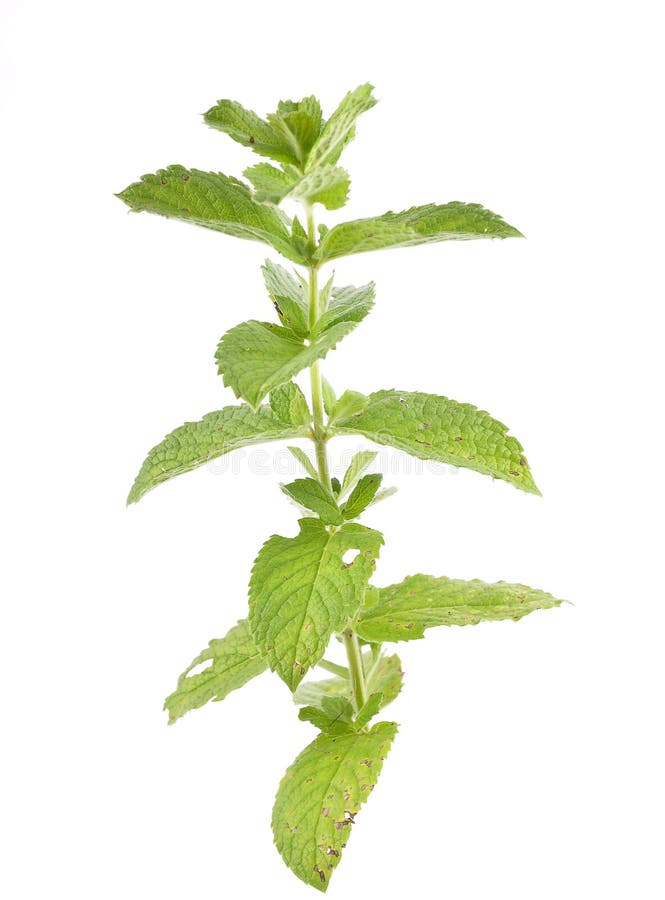 Immagine variopinta e croccante di menta piperita su fondo bianco