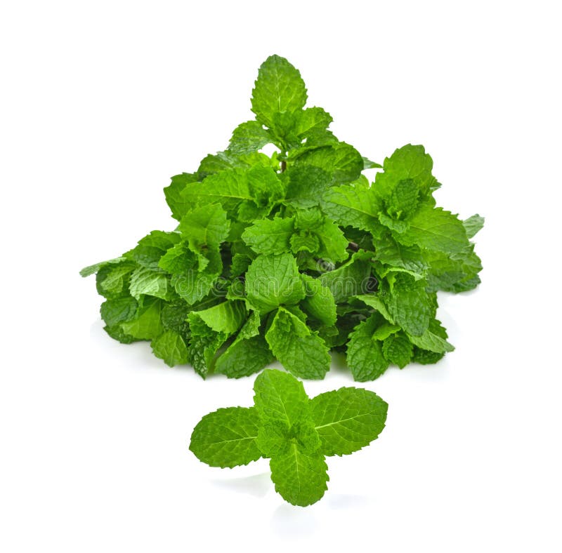Menta piperita tailandese su fondo bianco fotografia stock libera da diritti