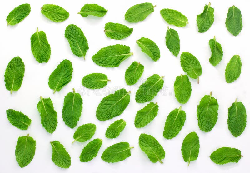 Menthe fraîche d'isolement sur le fond blanc Placez, des feuilles image stock Menthe fraîche d'isolement sur le fond blanc Placez, des feuilles image stock