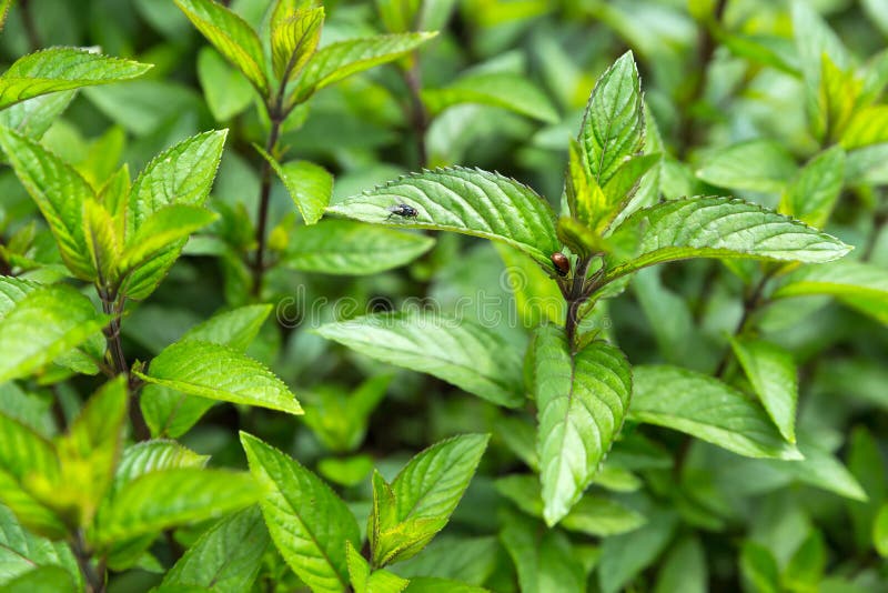 Menthe poivrée dans le jardin photos stock Menthe poivrée dans le jardin photos stock