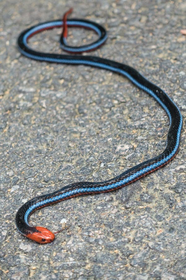 Cobra Coral Azul da Malásia 