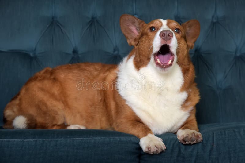 Mentiras de corgi branco e vermelho imagens de stock royalty free