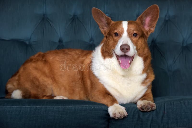 Mentiras de corgi branco e vermelho imagens de stock
