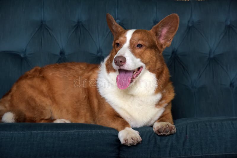 Mentiras de corgi branco e vermelho foto de stock