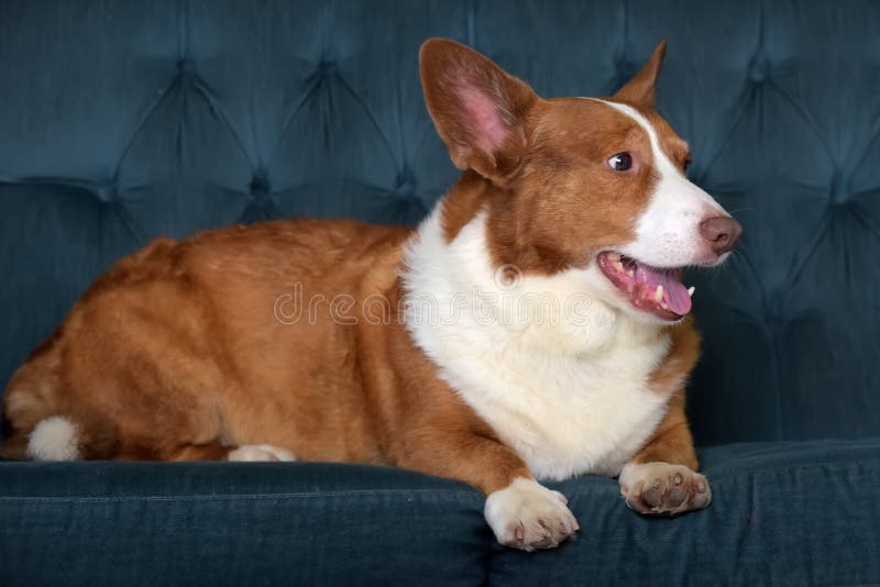 Mentiras de corgi branco e vermelho fotos de stock royalty free