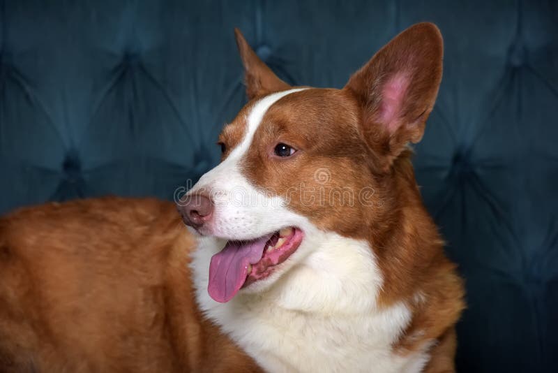 Mentiras de corgi branco e vermelho imagem de stock royalty free