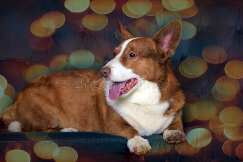 Mentiras de corgi branco e vermelho imagem de stock