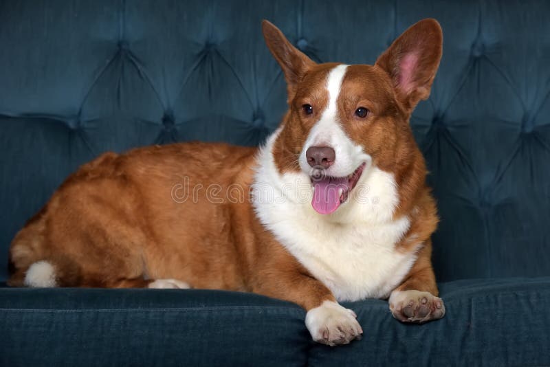 Mentiras de corgi branco e vermelho imagem de stock royalty free