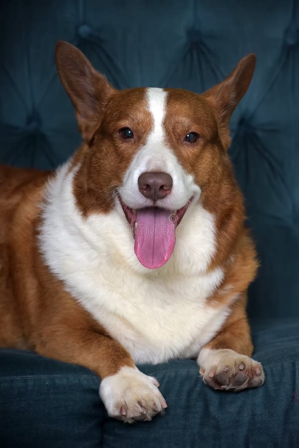 Mentiras de corgi branco e vermelho imagens de stock royalty free