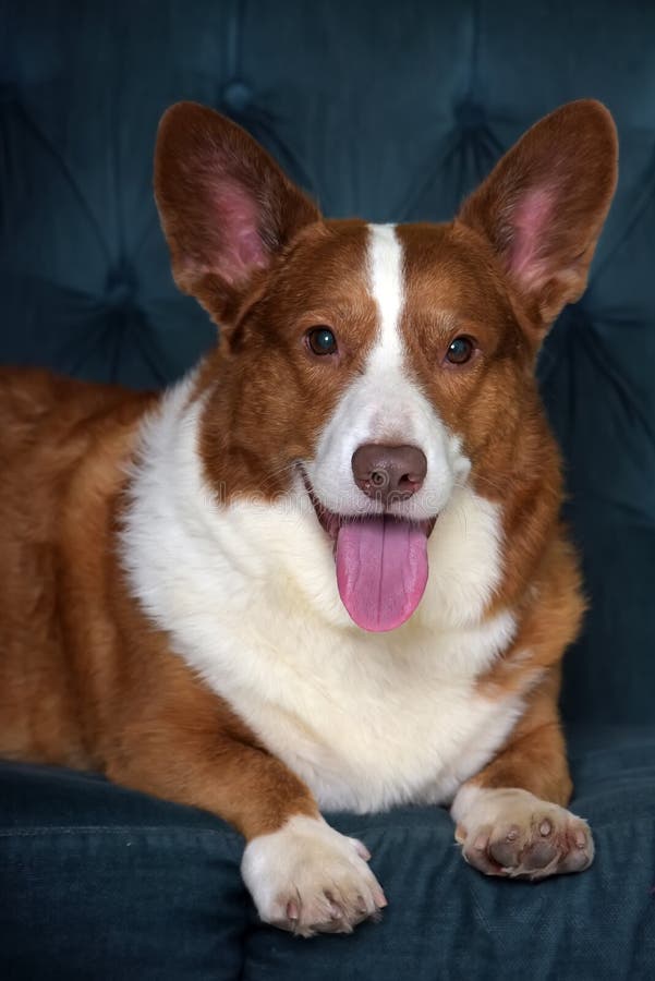 Mentiras de corgi branco e vermelho imagens de stock
