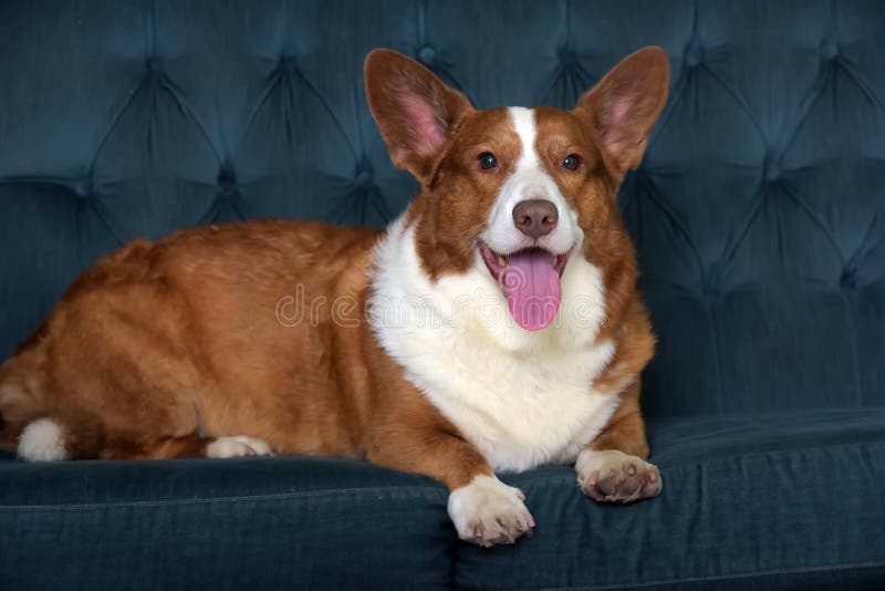 Mentiras de corgi branco e vermelho imagens de stock royalty free