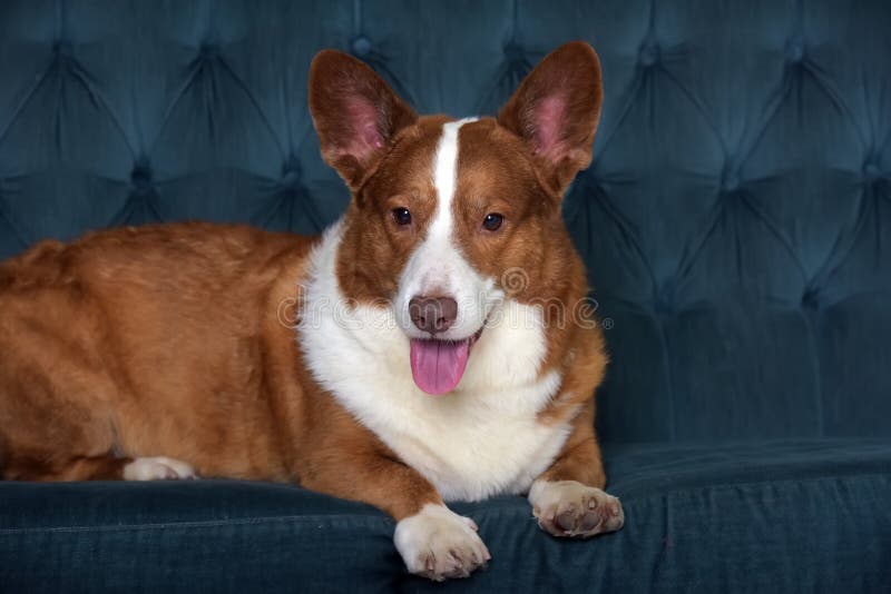Mentiras de corgi branco e vermelho fotos de stock royalty free