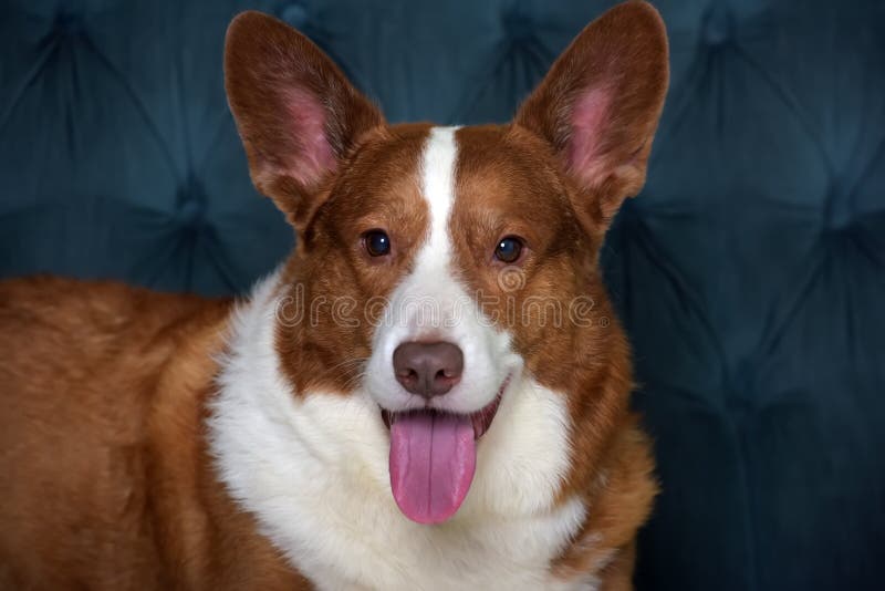 Mentiras de corgi branco e vermelho imagens de stock