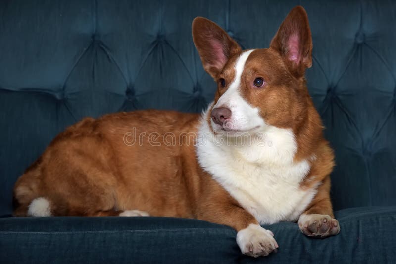 Mentiras de corgi branco e vermelho fotografia de stock royalty free