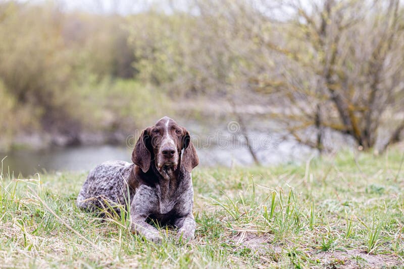 Pointer breed dog lies on the background of the river. Pointer breed dog lies on the background of the river