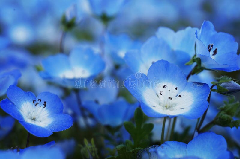 Menziesii de Nemophila - olhos de azuis bebê imagens de stock royalty free Menziesii de Nemophila - olhos de azuis bebê imagens de stock royalty free
