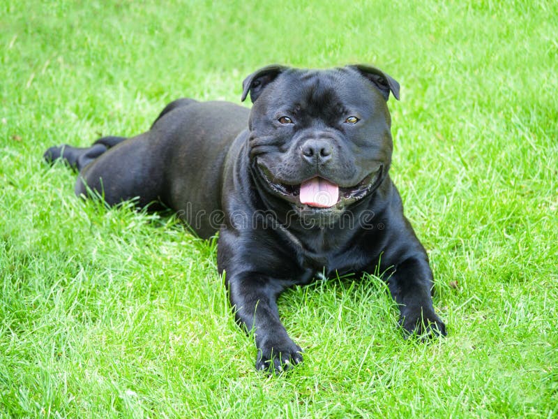 Staffordshire Bull Terrier black dog lying on the grass smiling and happy looking at the camera. Staffordshire Bull Terrier black dog lying on the grass smiling and happy looking at the camera.