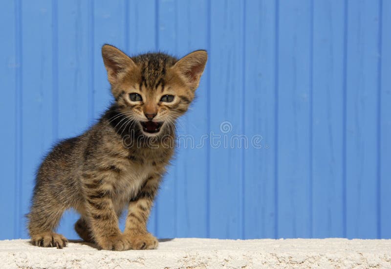 Wild meowing cat stock image. Image of portrait, homeless 38368169