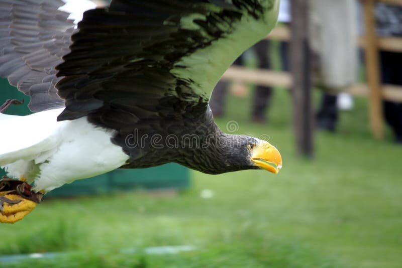 Mer Eagle de Stellars en vol à un affichage de fauconnerie photographie stock libre de droits Mer Eagle de Stellars en vol à un affichage de fauconnerie photographie stock libre de droits