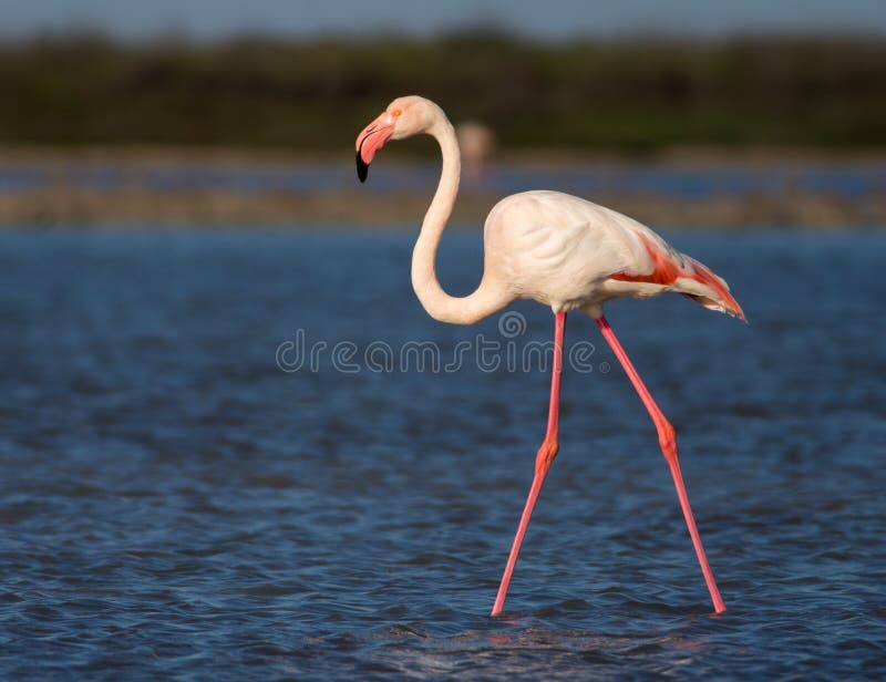 mer stor flamingo arkivbild mer stor flamingo arkivbild