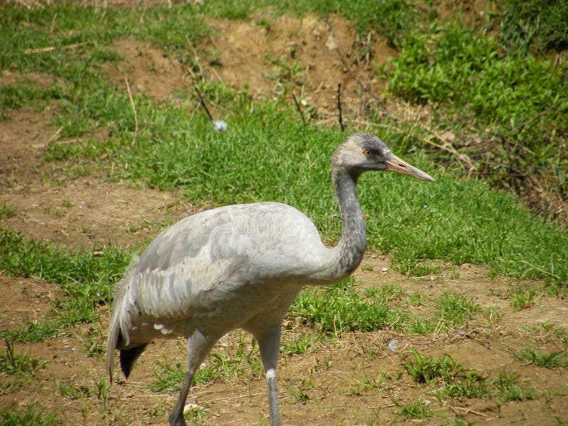 Isolated greater rhea walking in a zoo. Isolated greater rhea walking in a zoo