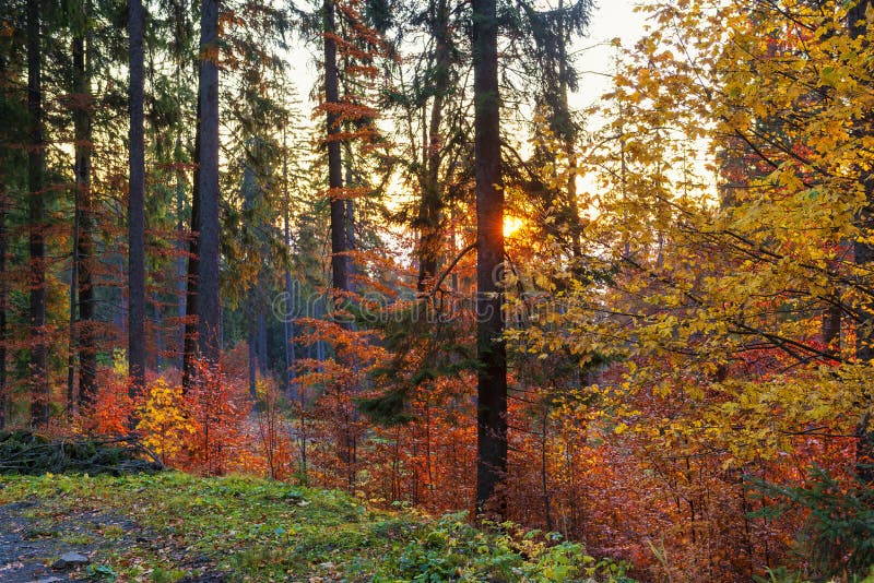 Meravigliosa mattinata d'autunno sul sentiero delle montagne fotografia stock Meravigliosa mattinata d'autunno sul sentiero delle montagne fotografia stock