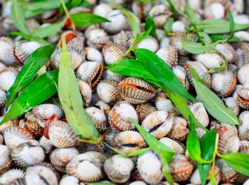 Mercado callejero con la comida y el cousine vietnamitas Pila de mejillones, visión superior foto de archivo libre de regalías Mercado callejero con la comida y el cousine vietnamitas Pila de mejillones, visión superior foto de archivo libre de regalías