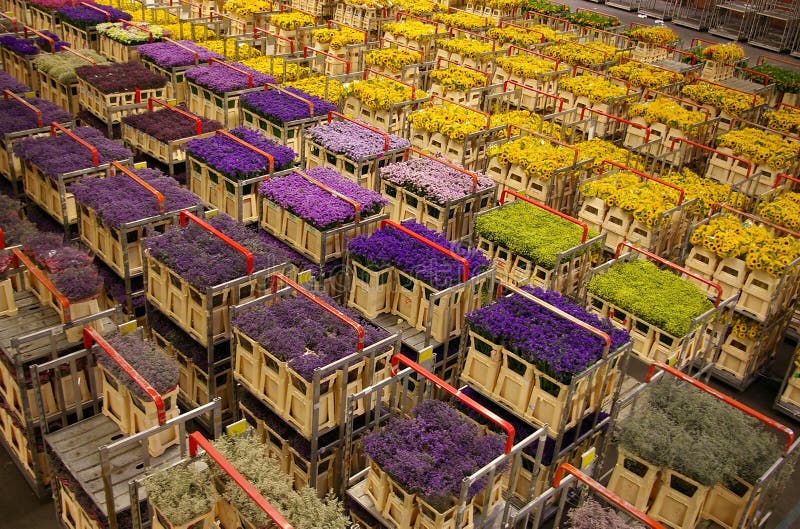 Mercado de la flor imagen de archivo. Imagen de planta 5275881
