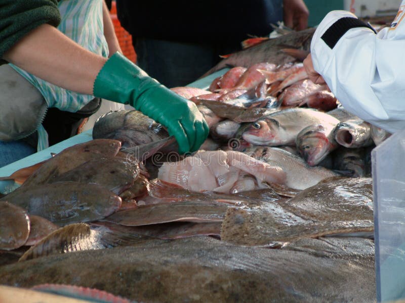 Mercado de peixes Mercado de peixes
