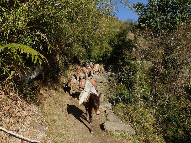 Mercancías que llevan del burro viejo en el rastro en Himalaya nepalés foto de archivo Mercancías que llevan del burro viejo en el rastro en Himalaya nepalés foto de archivo