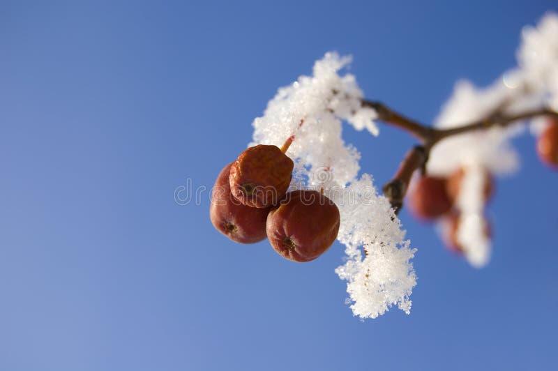 Mere mici congelate royalty free stock photos